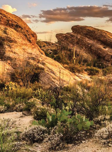 Saguaro Park East